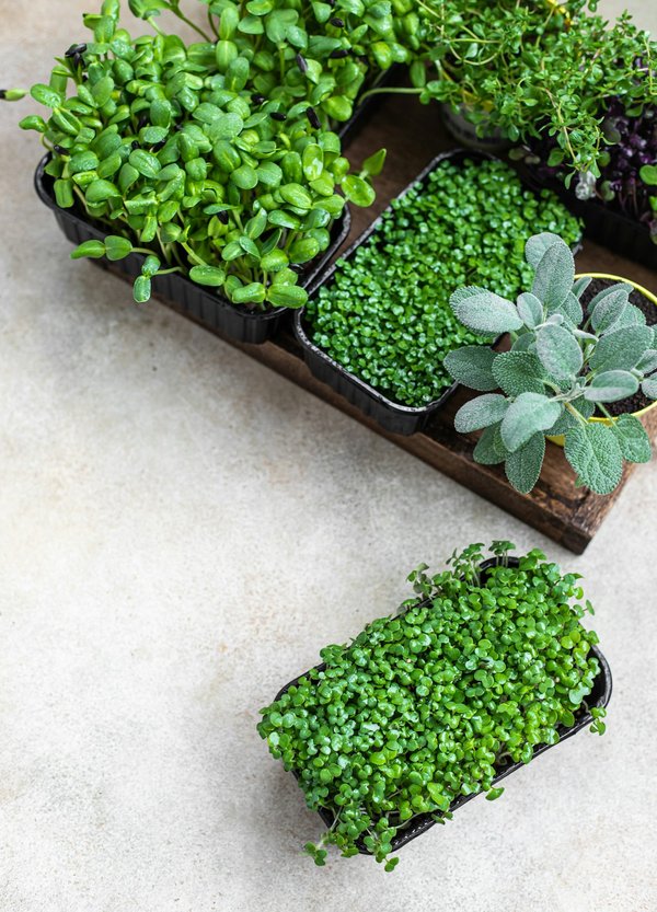 Quels sont les avantages des régimes à base de graines germées pour la perte de poids?