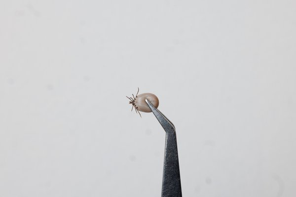 Astuces pratiques pour éliminer efficacement une tique